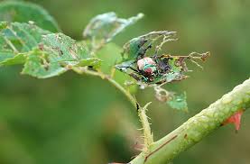 We track the estimates they get from local companies, then we share those prices with you. Japanese Beetle Prevention And Control Organic Options Joe Gardener