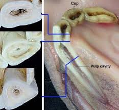 Aging Horses By Their Teeth