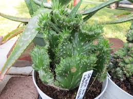 Image result for Austrocylindropuntia