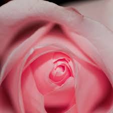 Hd wallpaper iphone wallpaper cute wallpaper cool wallpaper find your perfect wallpaper and download the image or photo for free. Nk77 Flower Pink Rose Love Red Wallpaper