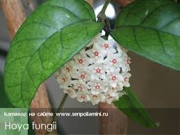 Maybe you would like to learn more about one of these? Pin By Yadira On Hoyas Wax Flowers Hoya Plants Wax