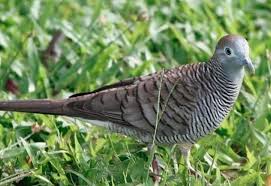 Di mana, dibandingkan dengan jenis burung perkutut lainnya, kepala burung perkutut dengan suara bagus cenderung lebih besar. Begini Kriteria Dan Ciri Suara Perkutut Lokal Yg Bagus