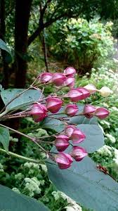 Image result for Clerodendrum melanocrater