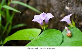 Image result for Ipomoea turbinata