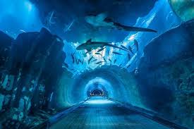 Dubai Aquarium Underwater Zoo Dubai Aquarium Sea Life Bangkok Aquarium Tickets