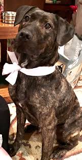 Brindle Dog Brindle Dogs Dog Breeds