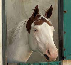 Pin On Equus