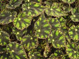 Noted For Its Ornate Foliage Begonia Tiger Paws Eyelash Begonia Is An Evergreen Rhizomatous Perennial Mostly Grown For Its Striki Begonia Tiger Paw Plants