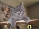 Nebelung Cat Breed Profile | Petfinder