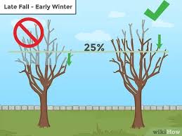 Costs roughly $400,000 or $150 per square foot. How To Prune A Tree 13 Steps With Pictures Wikihow