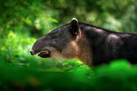 The Coolest Animals That You Can Find In The Yucatan Mexico