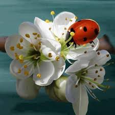 Cartes Postales Coccinelles Diamond Painting Ladybug Painting