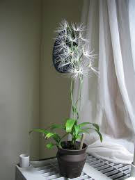 Image result for Habenaria livingstoniana