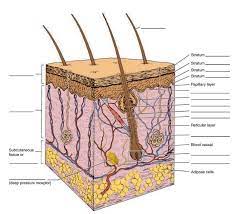Lab Exercise 6 The Integumentary System Diagram Quizlet