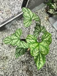 Image result for Mirabilis