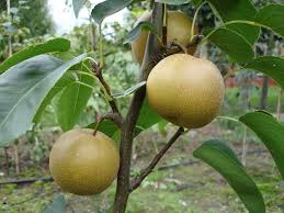 Image result for Pyrus pyrifolia