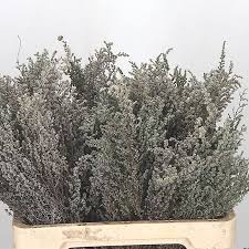 Image result for Stoebe