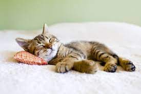 Das schnurren und die nähe wirken entspannend auf unser nervensystem. Meine Katze Schlaft Im Bett Vom Kind Hygiene Kuschelfaktor