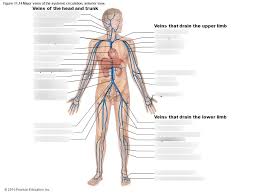 The left ventricle pumps blood through the aortic valve to a major blood vessel called the aorta and out to the body. Major Veins Of The Systemic Circulation Pt 3 Diagram Quizlet