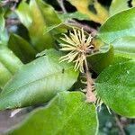 Image result for Trichocladus ellipticus