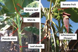 The supermarket called rimping in chiangmai city, thailand gained fame. Banana Pseudo Stem Fiber Preparation Characteristics And Applications Intechopen