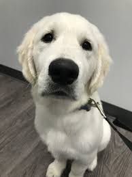 Our goal is to raise happy, healthy confident golden retrievers. English Golden Retriever Puppies Louisiana Guide At Puppies Share Real Com