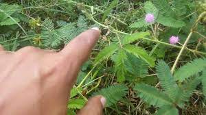 Pin On Plants