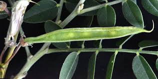 Image result for Mundulea