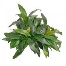 Image result for Potamogeton octandrus