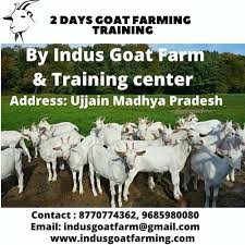We are available for 24/7 for moving services Goat Farming Training By Indus Goat Farm Training Center Farmingx Goat Farming Farm Training Goats
