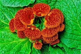 Image result for Calceolariaceae