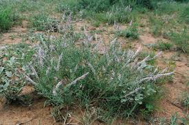 Image result for Hermbstaedtia fleckii