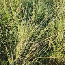 Image result for Sehima