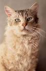 Curly Haired Cat Breeds • Purrfect Cat Breeds