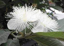 Pretty White Blooms From The Gauva Tree Flowers Bloom Plants