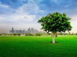 Muntazah, two other parks to be ready by next year-end | Whats Goin On  Qatar