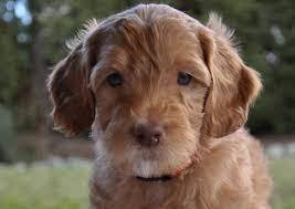 Australian Labradoodle Male Or Female Labradoodles Of The North