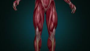 The muscles of the hip and thigh keep your hip joints strong and mighty, allowing for a wide range of hip movements. Muscular System Lower Body Animation Stock Footage Video 100 Royalty Free 34860178 Shutterstock