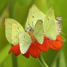 Black And White Striped Butterfly With Long Tail Butterflies Pixdaus Beautiful Butterflies Butterfly Flowers Butterfly