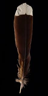 Huia Feather Sells For $46K, Making It The Most Expensive Feather In The  World | Stuff