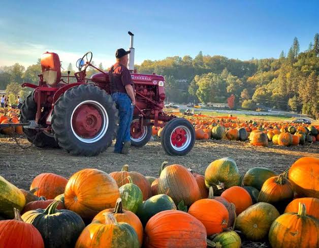 Rutledge Farm pumpkin patch open with corn maze