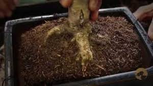 I have heard people say that a tree will tell you when it. Bonsai Repotting Bonsai Trees For Beginners Series 04 Youtube