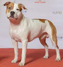 This proves that this dog has an aggressive. American Staffordshire Terrier Wikipedia