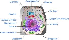 Each mitochondrion (singular) should contain an enclosed shape with many ridges and switchback lines. Https Docshare02 Docshare Tips Files 26531 265313629 Pdf