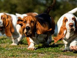 Image result for basset hound