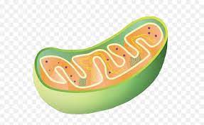 A collection of the top 44 science aesthetic wallpapers and backgrounds available for download for free. Mitochondria Memes Green Science Cell Aesthetic Roses Mitochondria Clipart Png Free Transparent Png Images Pngaaa Com