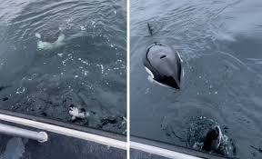 Report Details 37 Known Killer Whale Entanglements In Alaska Over Three  Decades | Juneau Empire