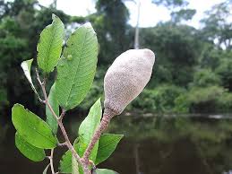 Image result for Parinari capensis