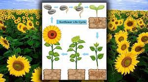 Bunga yang mempunyai ciri khas warna kuning yang cerah ini memang banyak disukai oleh pecinta tanaman. Paling Keren 15 Gambar Bunga Matahari Kartun Jpg Jelajahi Koleksi Gambar Png Umum Bunga Matahari Desain Seni Ilustrasi Menggambar Bunga Matahari Gambar Bunga