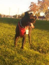 Macey Our 3 Year Old Cane Corso At The Park In Kingman Az Cane Corso Pets Animals